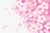 《樱花粉的浪漫》(二珂演唱)的文本歌词及LRC歌词