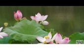 《恋上美丽的夏天》(刘姝辰演唱)的文本歌词及LRC歌词