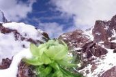 《天边的雪莲花》(大庆小芳演唱)的文本歌词及LRC歌词