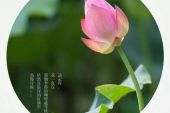 《我愿化作一朵莲》(笑天演唱)的文本歌词及LRC歌词