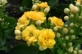 《爱的花期》(赵真演唱)的文本歌词及LRC歌词
