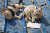 《流浪猫》(龙梅子演唱)的文本歌词及LRC歌词