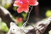 《盛开的花》(陈胤博演唱)的文本歌词及LRC歌词