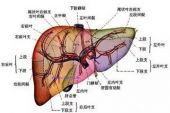 《痛》(李翊君,动力火车演唱)的文本歌词及LRC歌词