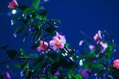 《雨夜花》(韓寶儀演唱)的文本歌词及LRC歌词