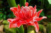 《無緣花》(林玉英演唱)的文本歌词及LRC歌词