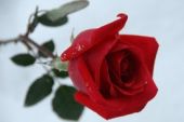 《老婆你是我心中的玫瑰》(路逍遥演唱)的文本歌词及LRC歌词