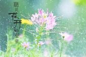 《听见花开的声音》(钱紫陌演唱)的文本歌词及LRC歌词