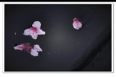 《落花有泪》(王立楠演唱)的文本歌词及LRC歌词