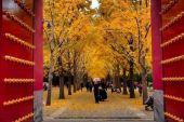 《北京的秋天》(琪琪格演唱)的文本歌词及LRC歌词