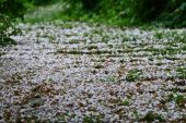 《桐花雨》(王爱华演唱)的文本歌词及LRC歌词