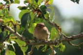 《Bird n’ Tree》(郭采洁演唱)的文本歌词及LRC歌词