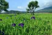 《芳草依依》(李伟演唱)的文本歌词及LRC歌词