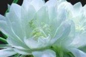 《心中雪莲》(才让洛桑演唱)的文本歌词及LRC歌词