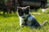 《快乐的猫》(黄英演唱)的文本歌词及LRC歌词