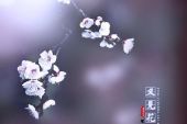 《又见花开》(胡龄月&兰雨演唱)的文本歌词及LRC歌词