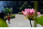 《尘缘》(云菲菲演唱)的文本歌词及LRC歌词