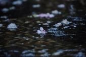 《花雨》(金钰儿演唱)的文本歌词及LRC歌词