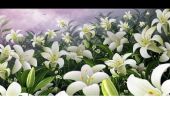 《聆听百合》(张洁演唱)的文本歌词及LRC歌词