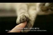 《伤心等候》(孙青演唱)的文本歌词及LRC歌词