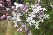 《丁香花又开》(王可儿演唱)的文本歌词及LRC歌词