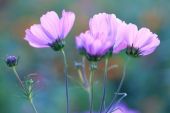 《静美的花》(陈明演唱)的文本歌词及LRC歌词