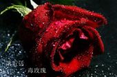 《带毒的玫瑰》(悊刚演唱)的文本歌词及LRC歌词