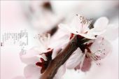 《人比桃花醉》(紫陌月色演唱)的文本歌词及LRC歌词