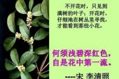 《桂花雨》(X-TIE演唱)的文本歌词及LRC歌词