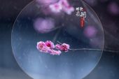 《那夜花开》(任妙音演唱)的文本歌词及LRC歌词