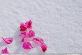 《雪红花》(腾格尔演唱)的文本歌词及LRC歌词