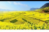 《故乡的金针花》(龙千玉演唱)的文本歌词及LRC歌词
