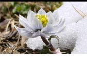 《天上雪莲》(马蕊演唱)的文本歌词及LRC歌词