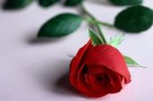 《红红的玫瑰》(林沛涌演唱)的文本歌词及LRC歌词