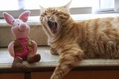 《大猪小猫》(晏文彬演唱)的文本歌词及LRC歌词