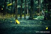 《七月萤火》(赵曼演唱)的文本歌词及LRC歌词