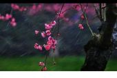《微风细雨》(邓丽君演唱)的文本歌词及LRC歌词