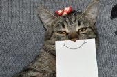 《你的猫咪》(hanser演唱)的文本歌词及LRC歌词