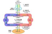 《呼吸》(梁汉文演唱)的文本歌词及LRC歌词