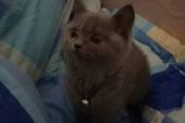 《肥猫传记》(王觉演唱)的文本歌词及LRC歌词