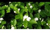 《茉莉花》(宋祖英演唱)的文本歌词及LRC歌词