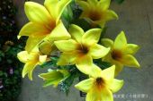 《七朵百合花》(时嘉演唱)的文本歌词及LRC歌词