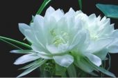 《昙花一现(完整版）》(何晟铭演唱)的文本歌词及LRC歌词