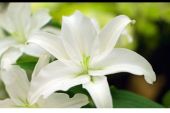 《小小百合花》(麦洁文演唱)的文本歌词及LRC歌词