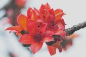 《木棉花》(车小伦演唱)的文本歌词及LRC歌词