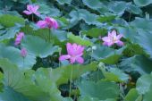 《莲芯》(路勇演唱)的文本歌词及LRC歌词