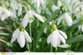 《Snow Drops》(原由実演唱)的文本歌词及LRC歌词