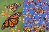 《蝶 ~Butterfly~》(みみめめMIMI演唱)的文本歌词及LRC歌词