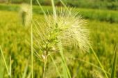 《花(音乐来自四方)》(五月天演唱)的文本歌词及LRC歌词