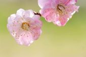 《拜访春天》(南方二重唱演唱)的文本歌词及LRC歌词